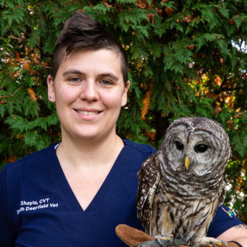 About Us South Deerfield Veterinary Clinic