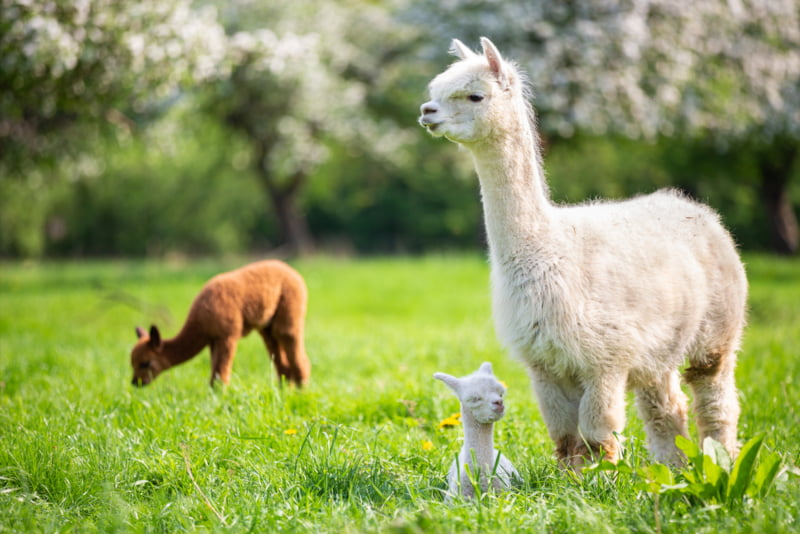 White-Alpaca-with-offspring-South-American-mammal.jpg